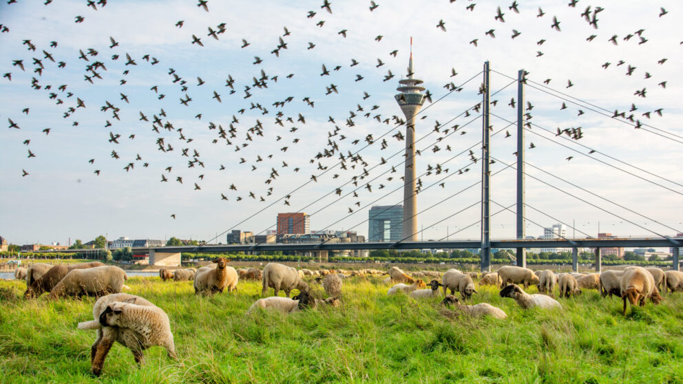 Sechs Wildlife-Erlebnisse in Düsseldorf
